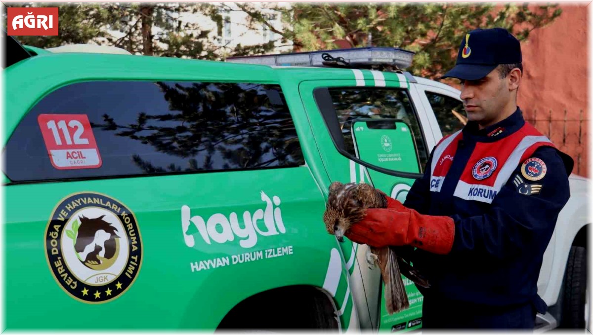 Ağrı'da yaralı halde bulunan şahin tedavi altına alındı