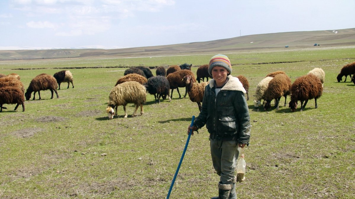 Ağrı'da yaylalar koyun sürüleriyle renklendi