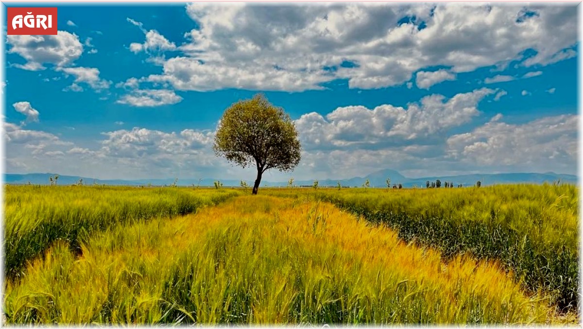 Ağrı'da yeşilin tonları göz kamaştırdı