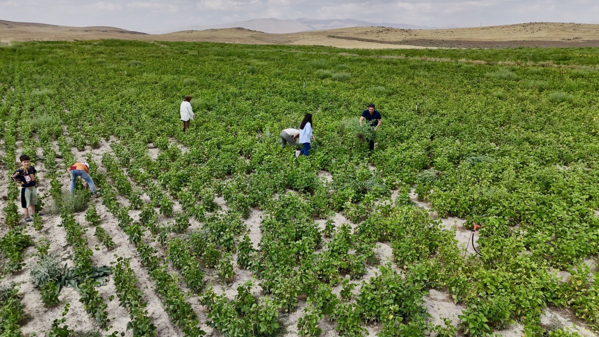 Ağrı'da yetişmez denilen fasulye, yüksek verimiyle dikkat çekti