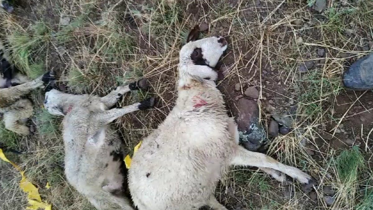 Ağrı'da yıldırım düşmesi sonucu bir çoban yaralandı, 30 koyun telef oldu