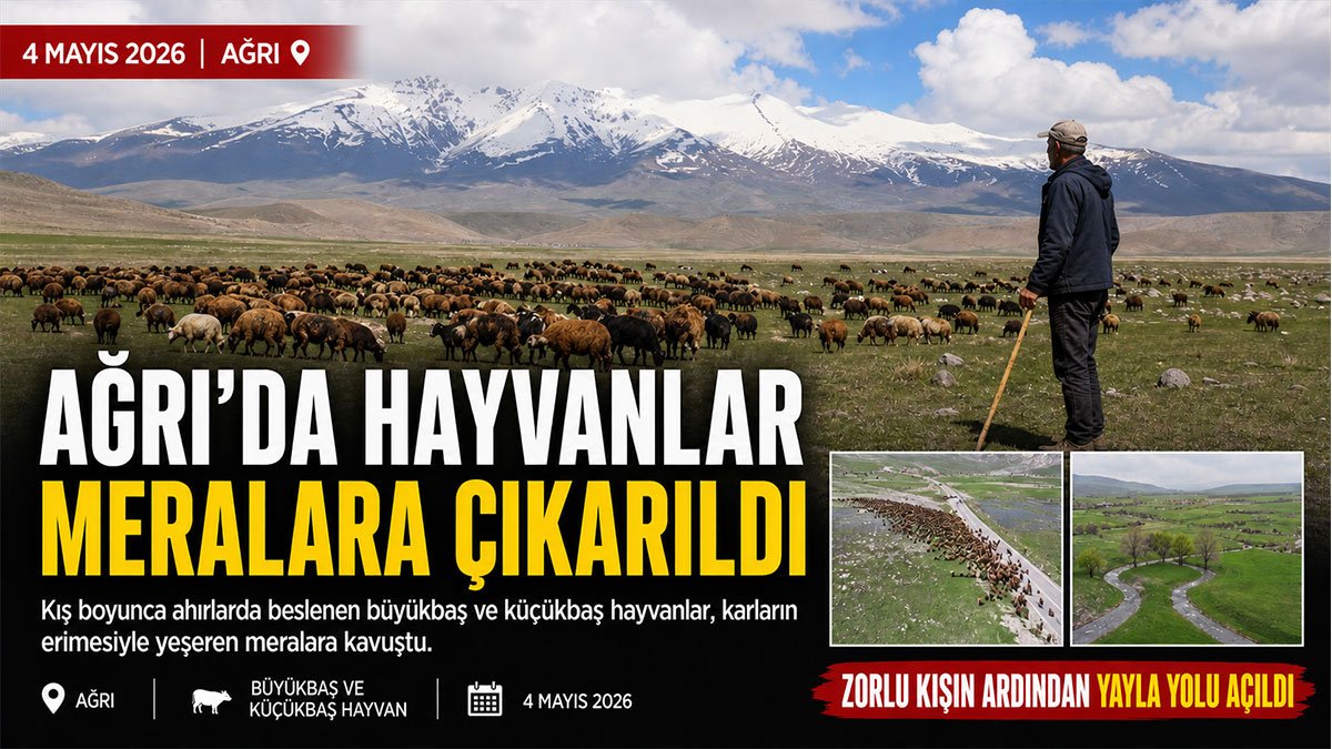 Ağrı'da zorlu kışın ardından sürüler aylar sonra meralara çıktı