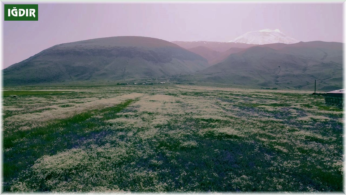 Ağrı Dağı etekleri, mor ve beyaza büründü