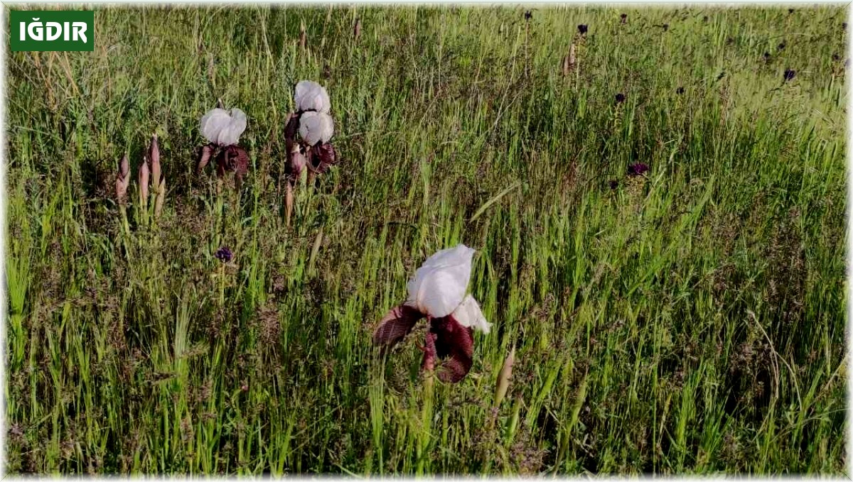 Ağrı Dağı eteklerinde açan kurt kulağı doğaya güzellik katıyor