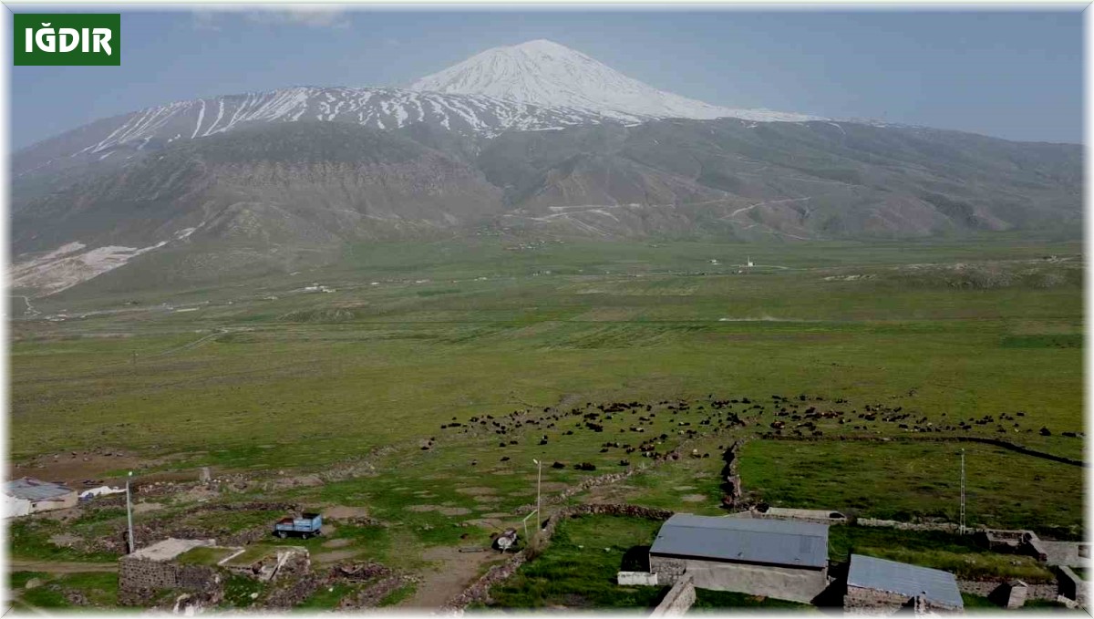 Ağrı Dağı eteklerinde beslenen küçükbaş hayvan sürüleri havadan görüntülendi