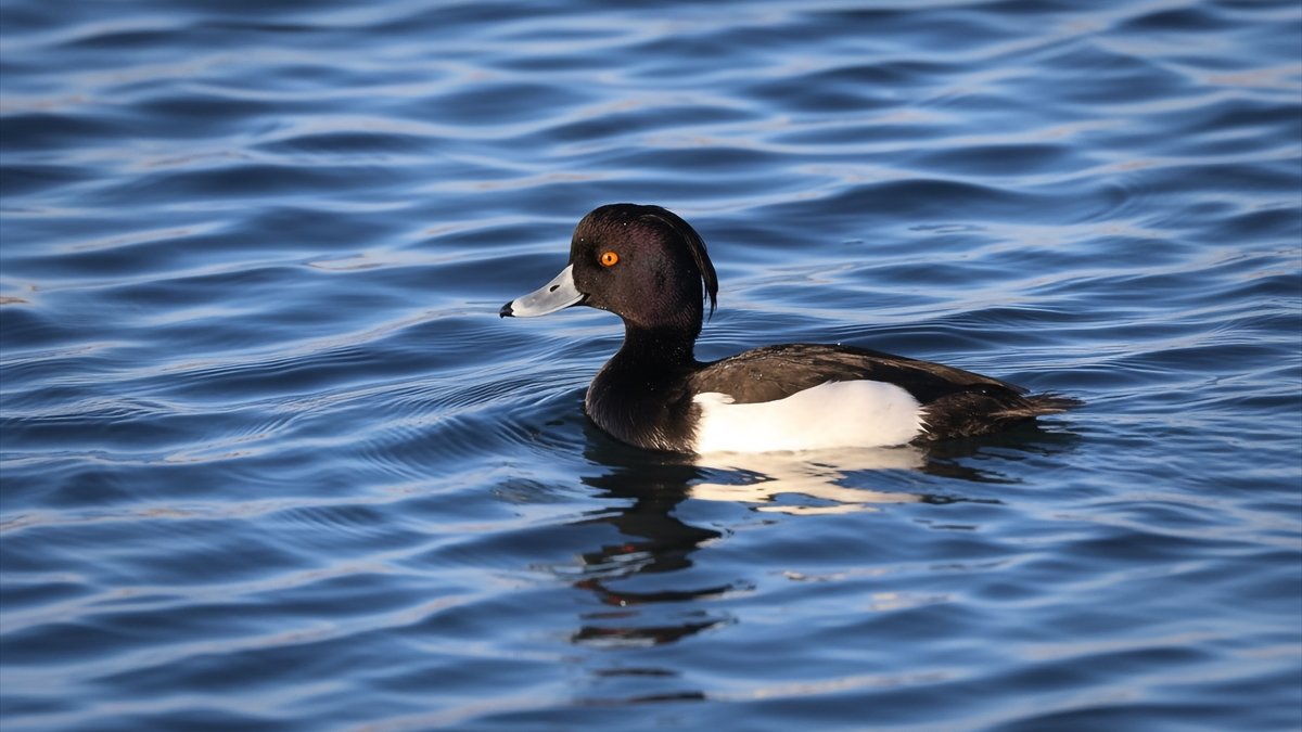 Ağrı Dağı eteklerinde doğada nadir görülen 3 kuş türü görüntülendi