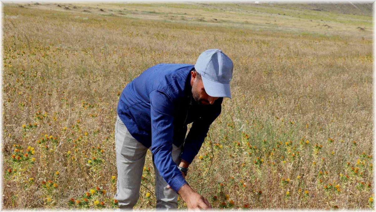 Ağrı Dağı eteklerinde ilk defa aspir bitkisi yetiştirildi