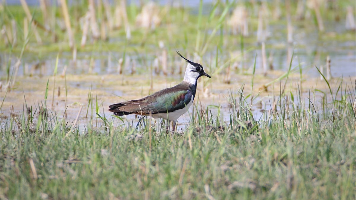 Ağrı Dağı eteklerinde "kırmızı listede" bulunan kız kuşunun popülasyonu gözleniyor