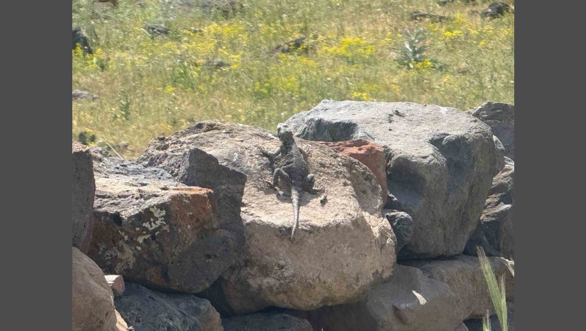Ağrı Dağı eteklerinde nadir görülen Kafkas Keleri görüntülendi