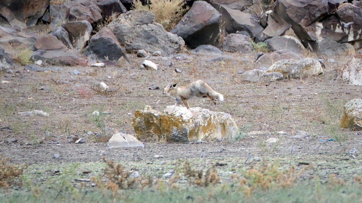 Ağrı Dağı eteklerinde yaşayan tilki yiyecek ararken görüntülendi