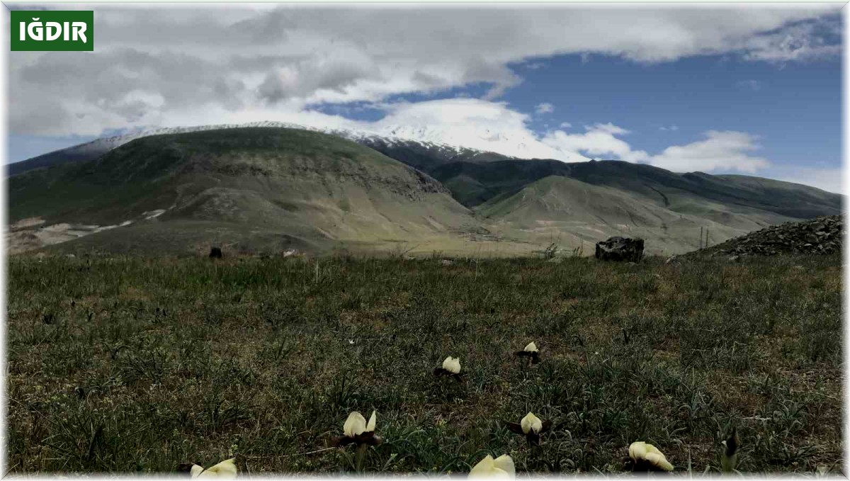 Ağrı Dağı eteklerinde yetişen 'kurt kulağı çiçeği' göz kamaştırıyor