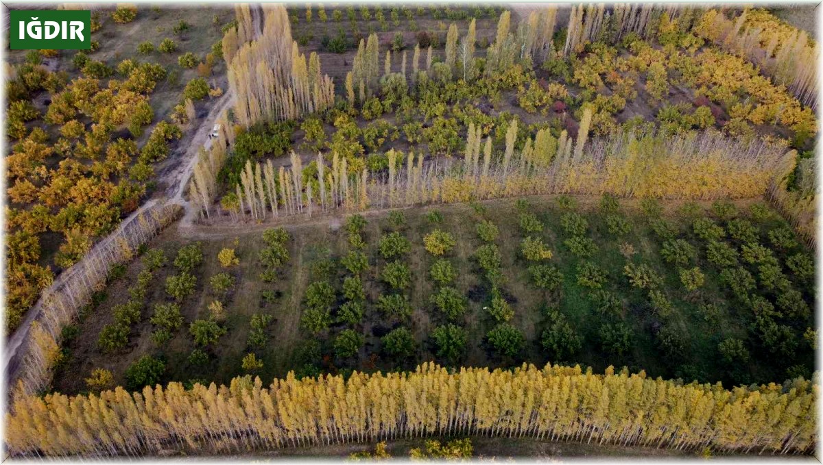 Ağrı Dağı eteklerindeki İrem Bağları renkleri ile büyülüyor