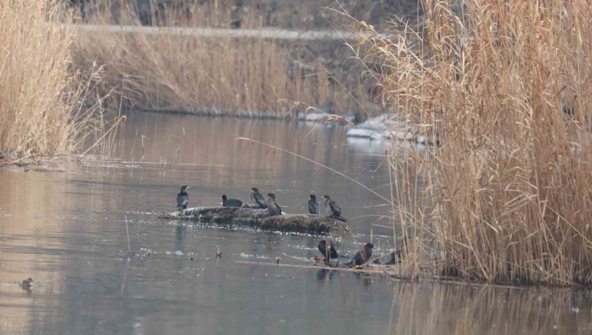 Ağrı Dağı eteklerindeki Karasu Sulak Alanı, 200’den fazla kuş türüne yaşam alanı sunuyor