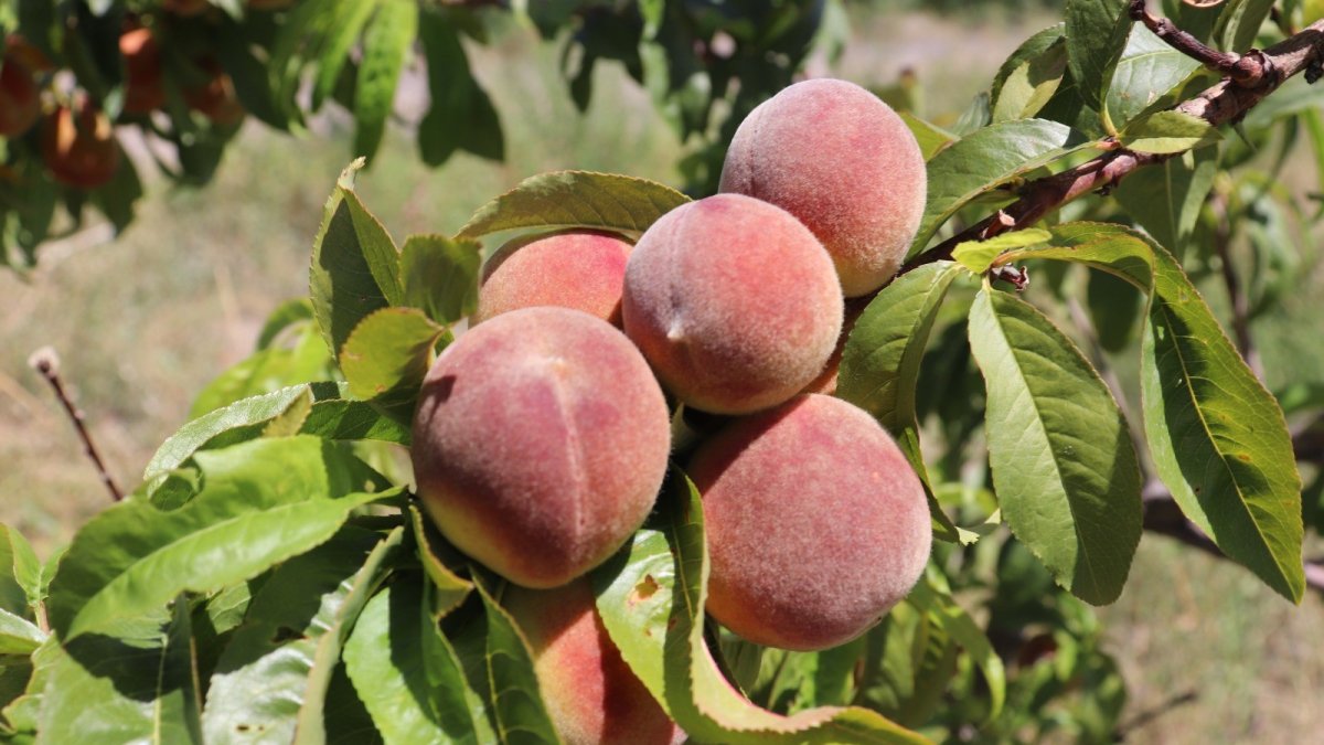 Ağrı Dağı eteklerindeki meyve bahçesi ilgi odağı oluyor