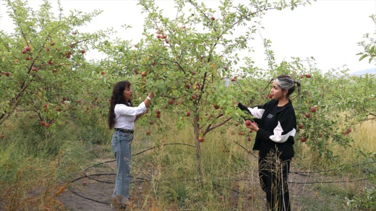 Ağrı Dağı manzaralı meyve bahçesinde elma hasadı başladı