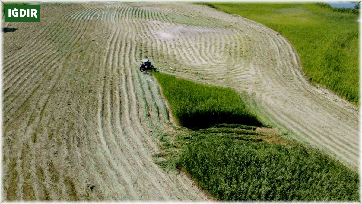 Ağrı Dağı Milli Parkı'ndaki sazlık alanın biçilme anı havadan görüntülendi