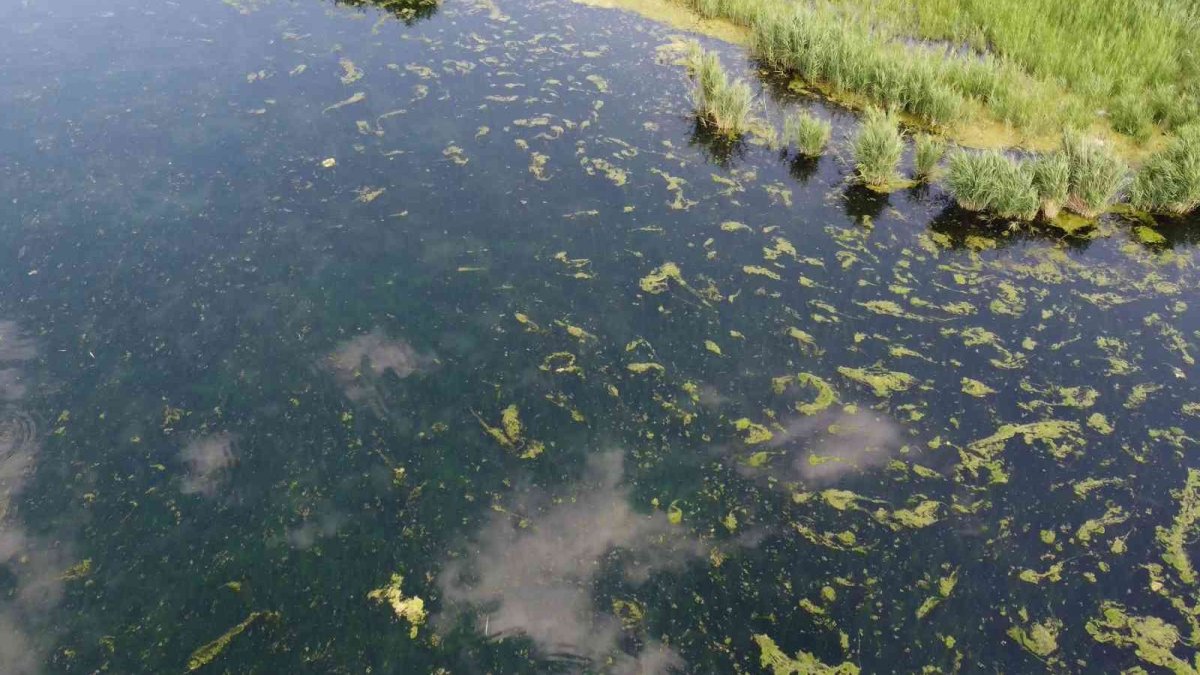 Ağrı Dağı Milli Parkı yosun tutmaya başladı