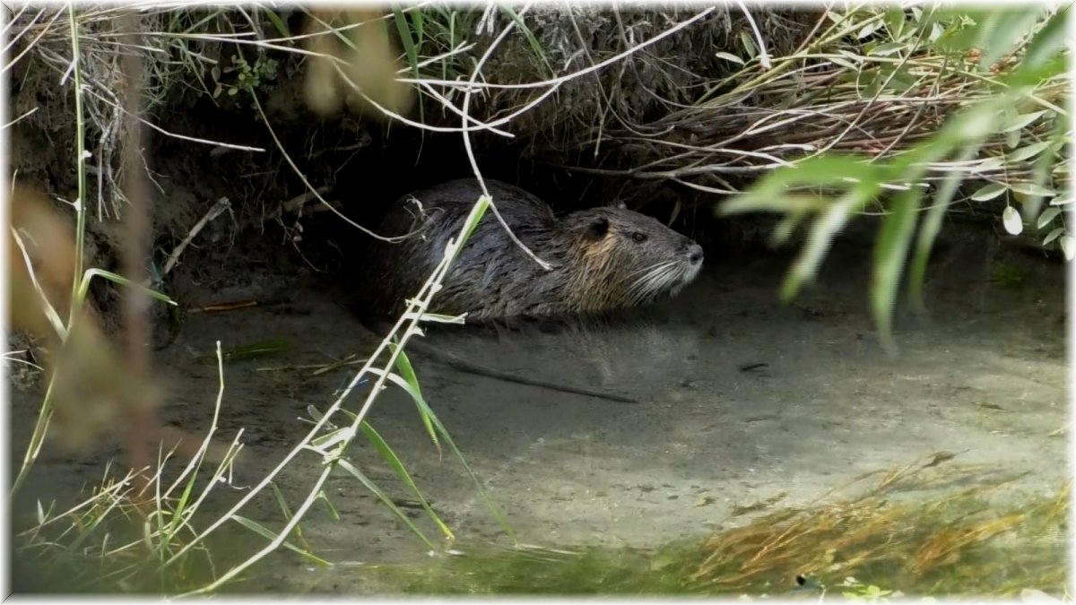 Ağrı Dağı Milli Parkı’nda su maymunları görüntülendi