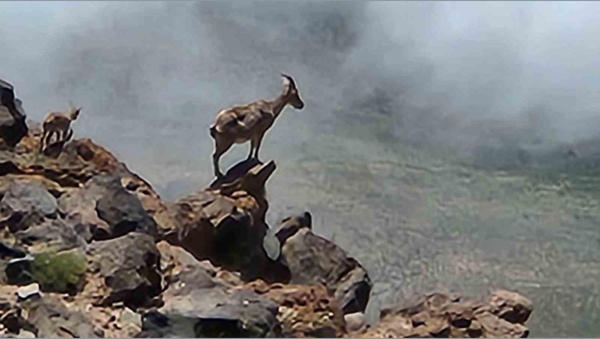 Ağrı Dağı'nda 4 bin rakımda dağ keçileri görüntülendi