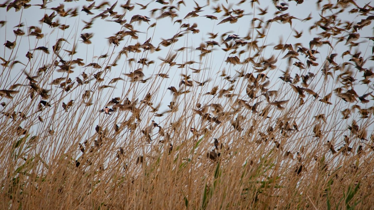 Ağrı Dağı'nda sığırcıkların dansı görsel şölen oluşturdu