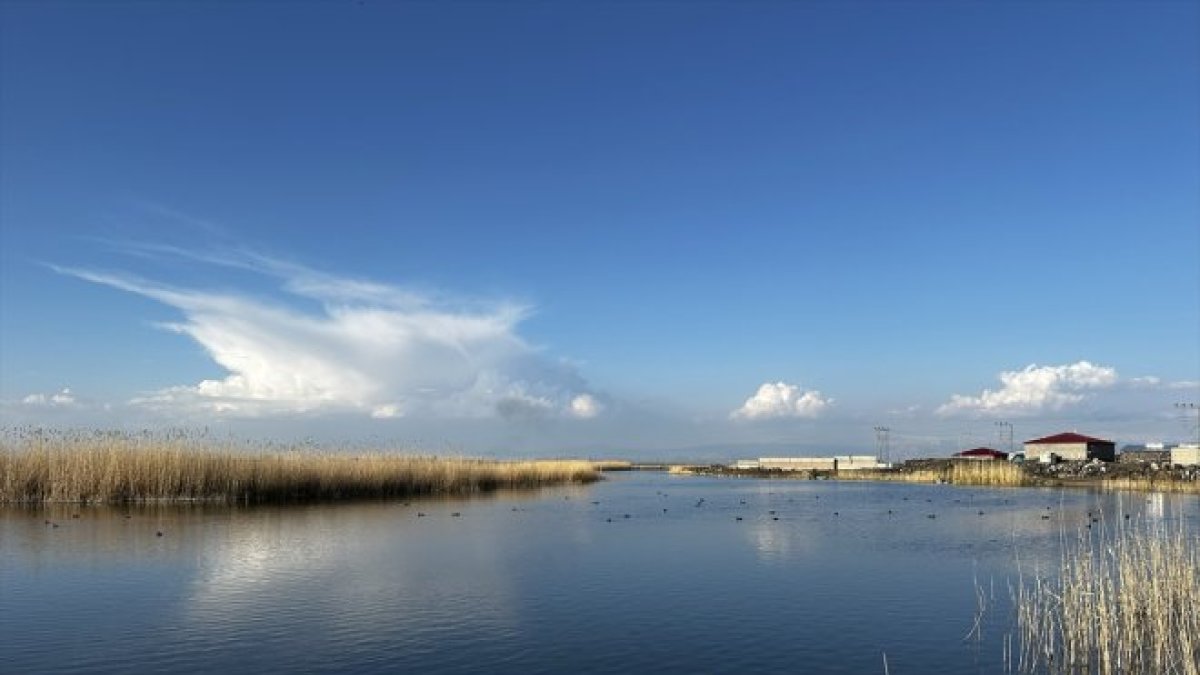 Ağrı Dağı'ndaki sulak alan Afrika'dan gelip mola veren kuşlarla hareketlendi
