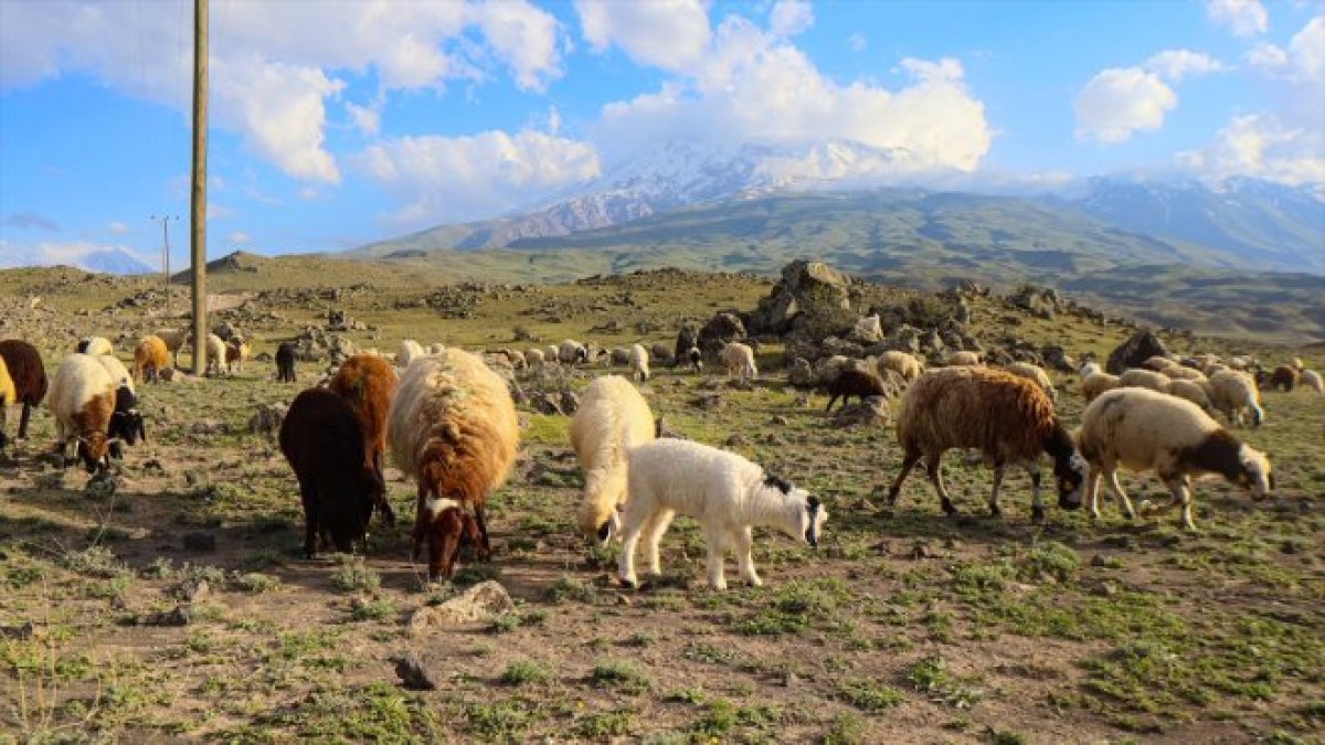 Ağrı Dağı'ndaki yaylalar yılın 6 ayı küçükbaş hayvancılığın yem kaynağı oluyor