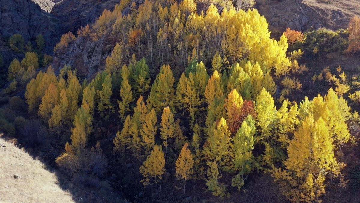 Ağrı dağlarındaki ağaçlar sonbahar renklerine büründü