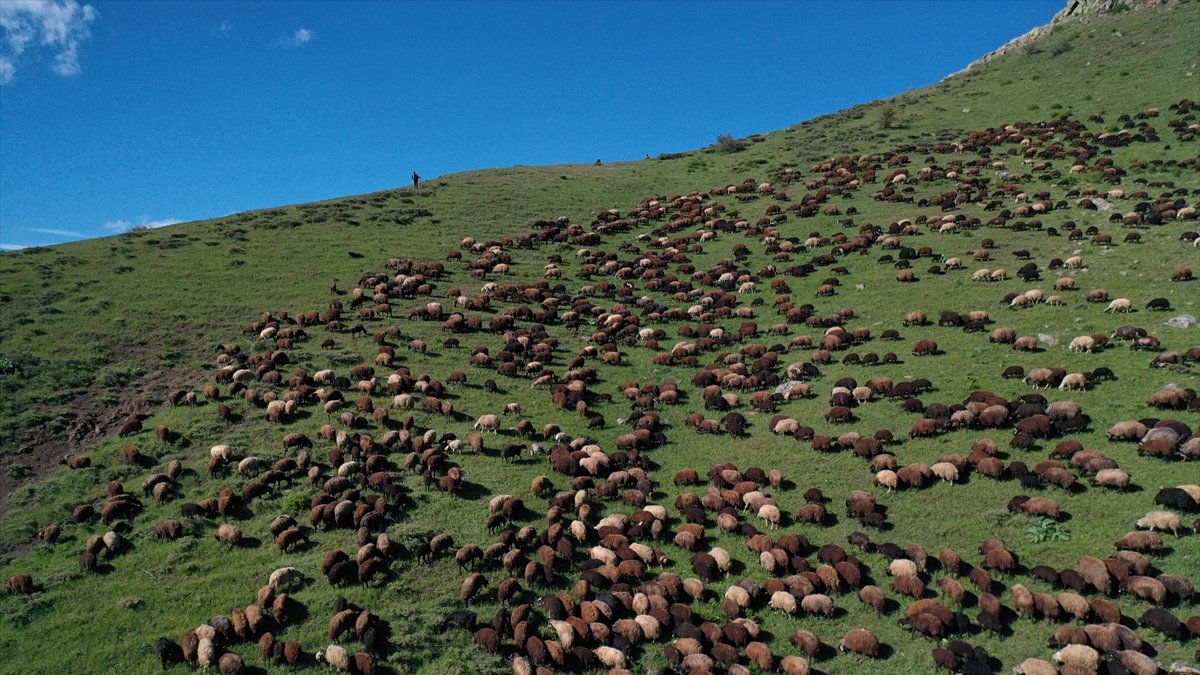 Ağrı'daki Cumaçay Yaylası'na göç başladı, sürüler 13 günlük yolculuğun ardından ulaştı