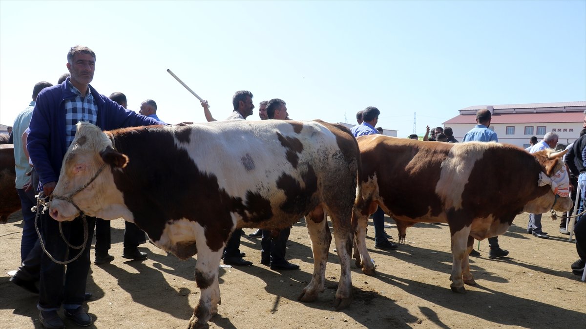 Ağrı'daki hayvan pazarlarında arife yoğunluğu