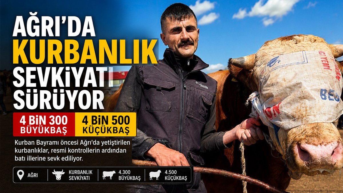 Ağrı'dan batı illerine yaklaşık 8 bin 800 kurbanlık sevk edildi