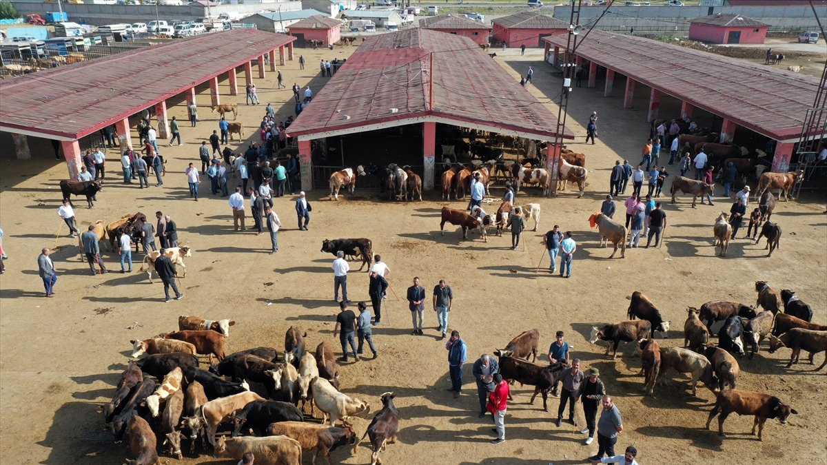 Ağrı'dan büyükşehirlere kurbanlık sevkiyatı başladı