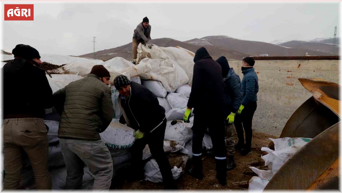 Ağrı'dan deprem bölgesine mısır silajları gönderildi