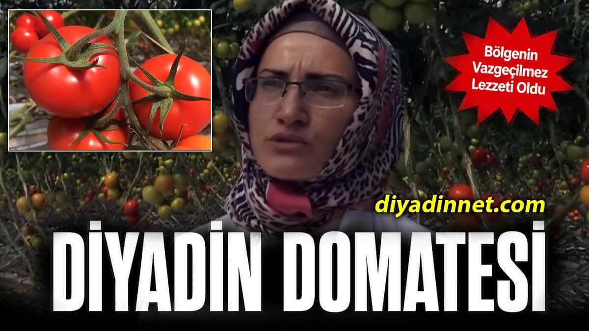 AĞRI - Diyadin'de Serada Yetişen Domates Bölgenin En Çok Aranan Lezzeti Oldu