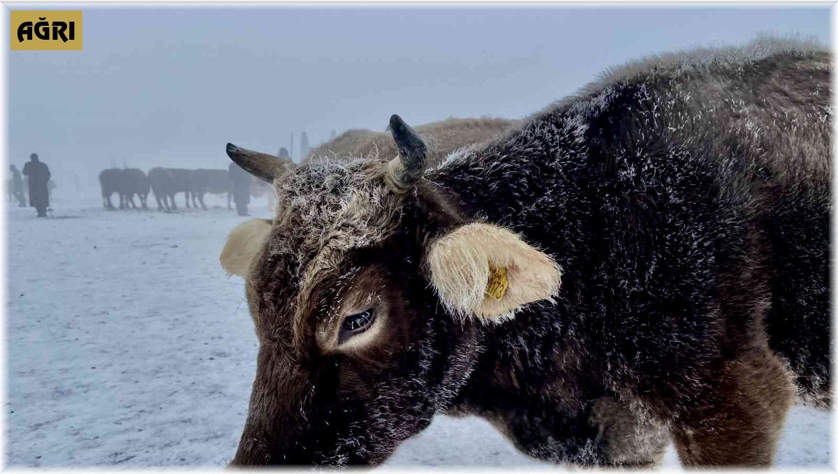 Ağrı dondu, hayvanlar buz kesti