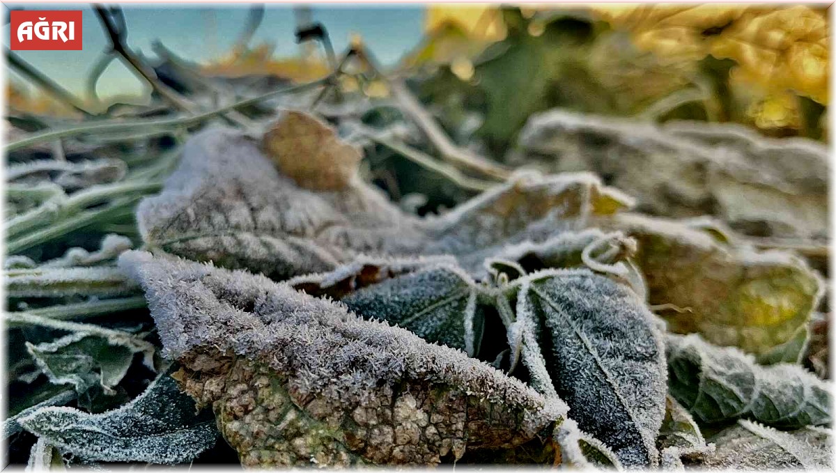 Ağrı dondu, her yer buz tuttu