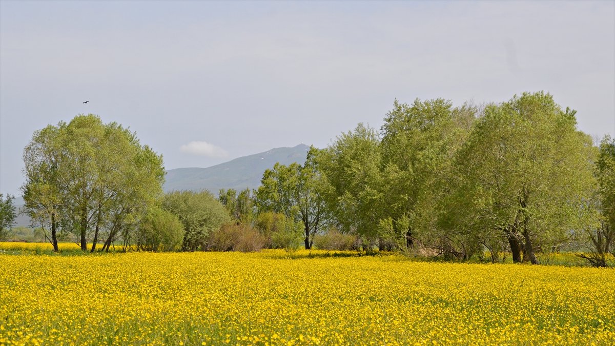 Ağrı hardal çiçekleriyle sarıya büründü