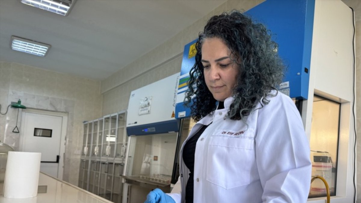 Ağrı İbrahim Çeçen Üniversitesi TÜSEB desteğiyle diyabetik yaralar için borlu nanofiber yara örtüsü geliştirecek