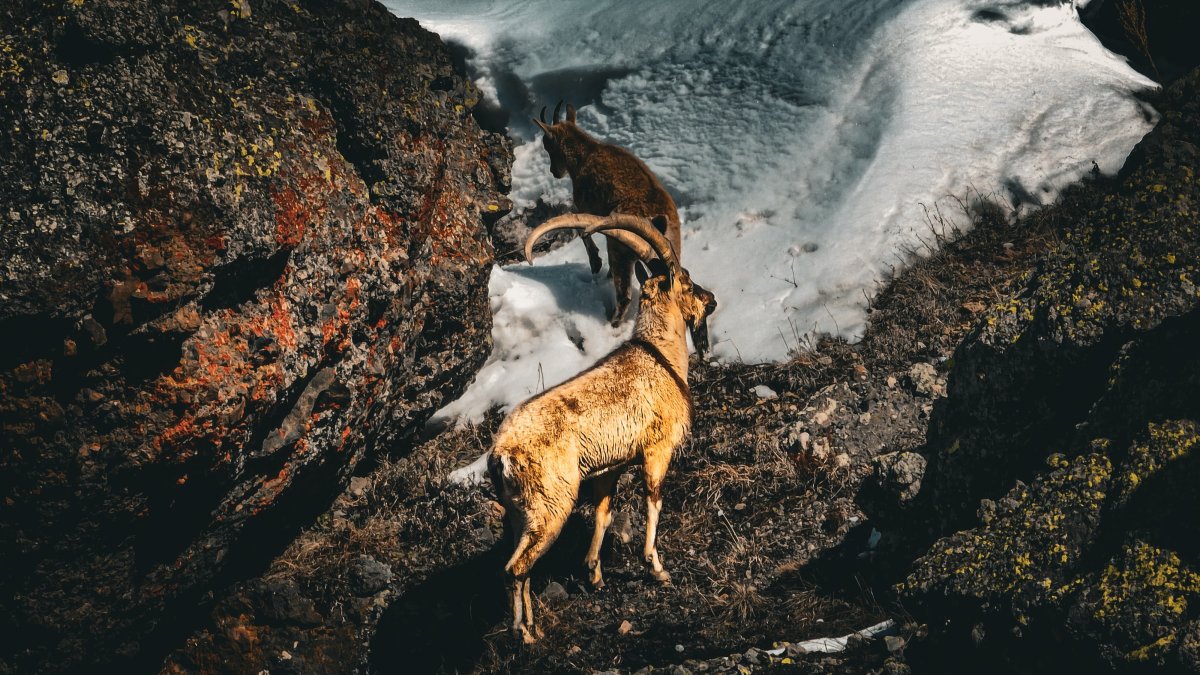 Ağrı'nın sarp kayalıklarında görüntülenen dağ keçileri hayranlık uyandırdı