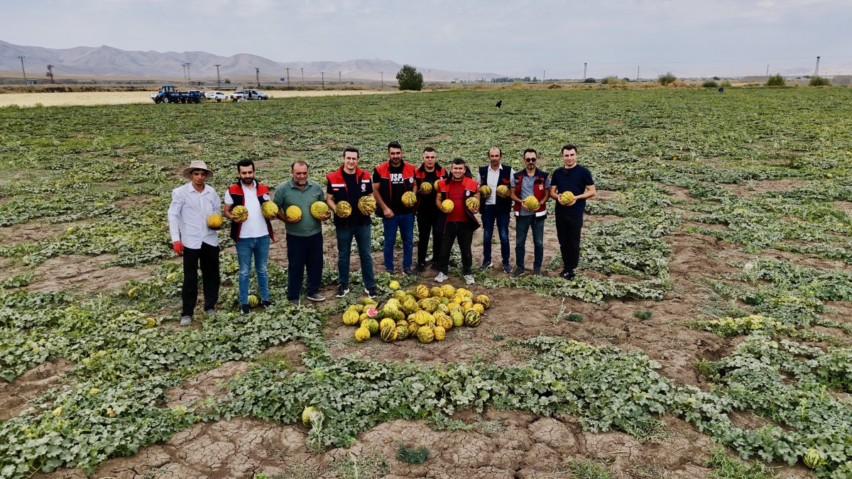 Ağrı'nın verimli tarlalarında kavunlar tezgâha hazırlanıyor