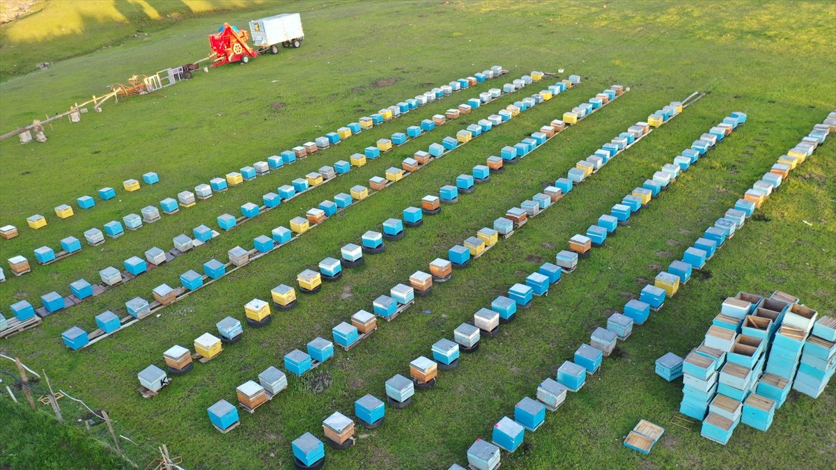 Ağrı'nın yaylalarında "bal mevsimi"