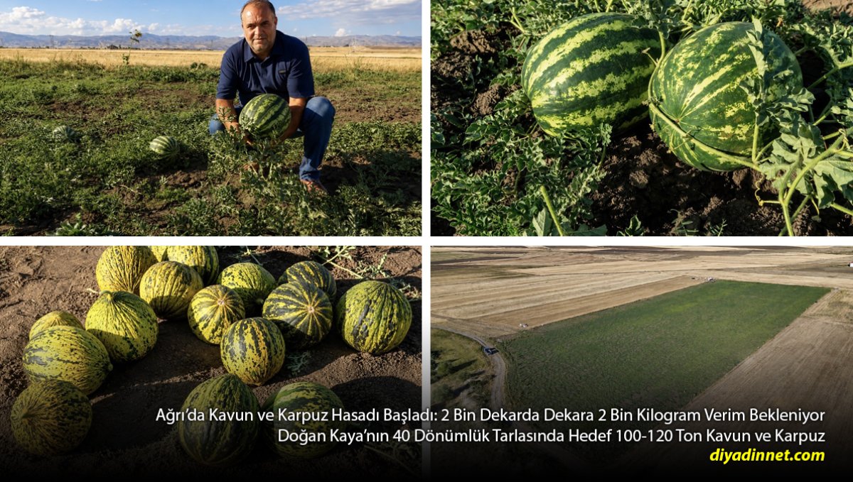 Ağrı Tarlalarında Büyük Hasat: 40 Dönümden 120 Ton Kavun ve Karpuz Bekleniyor