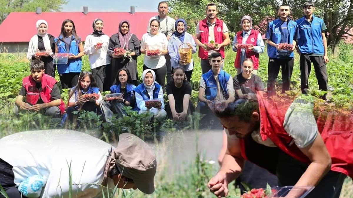 Ağrı Tutak'ta Gönüllü Gençler İsaabat Köyü'nde Çilek Hasadına Katıldı