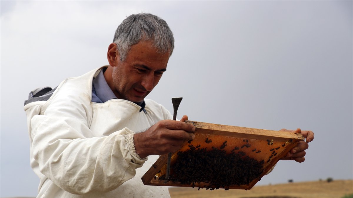 Ağrı yaylalarında göçer arıcıların zorlu hasadı: Kuraklık bal verimini vurdu