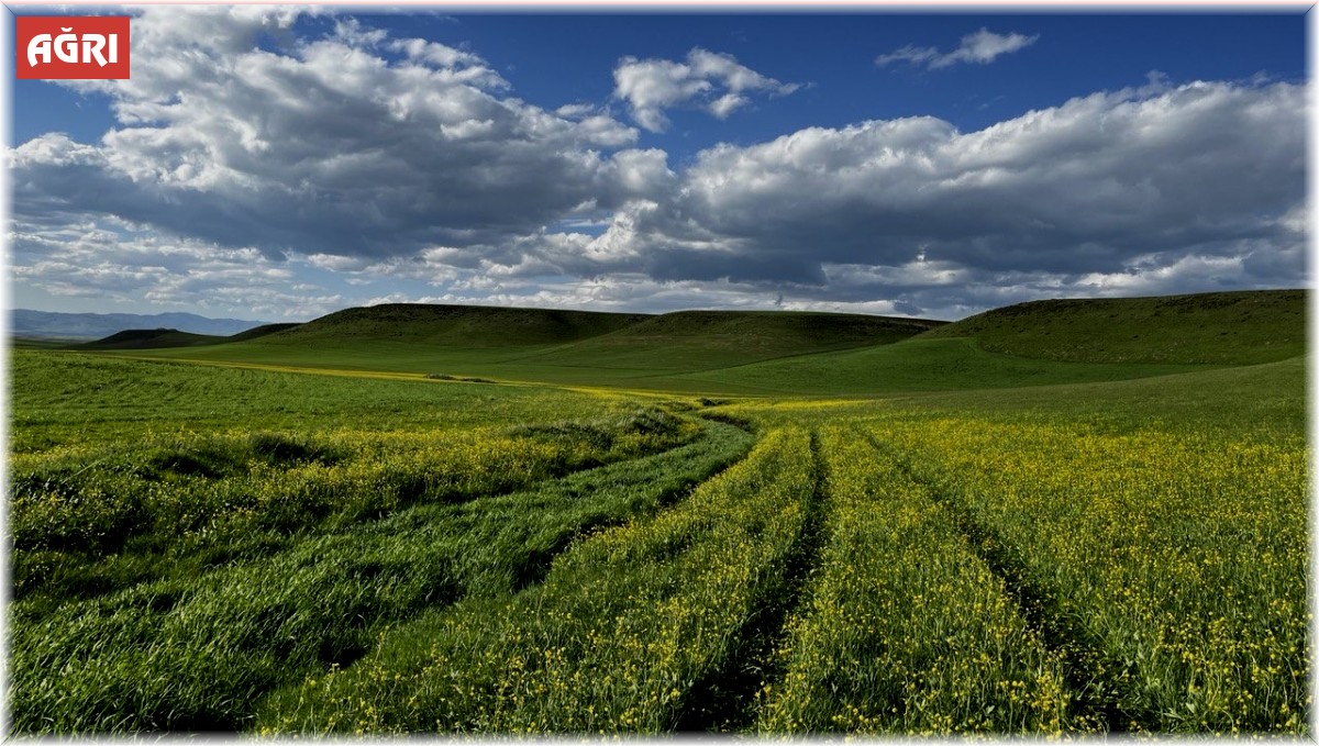 Ağrı yaz mevsimiyle beraber renklendi