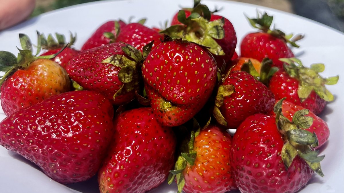 Ağrı’da “çilek yetişmez” algısı kırıldı, 1 yılda 200 ton verim alındı