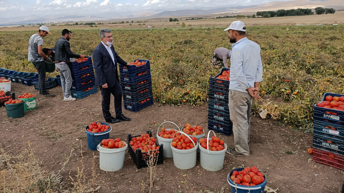 Ağrı’da domates hasadı başladı, üretim alanlarının artırılması için destek mesajı verildi