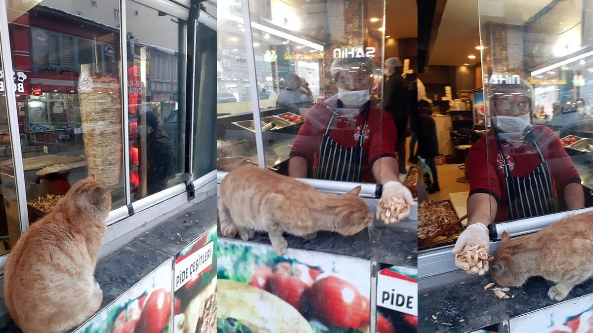 Ağrı’da dondurucu soğukta aç kalan kediyi, camdan dönere baktığını gören usta besledi