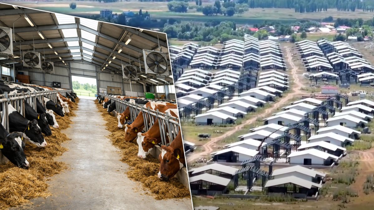 Ağrı’da hayvancılık TOKİ yatırımıyla modernleşiyor, 314 ahır inşa ediliyor