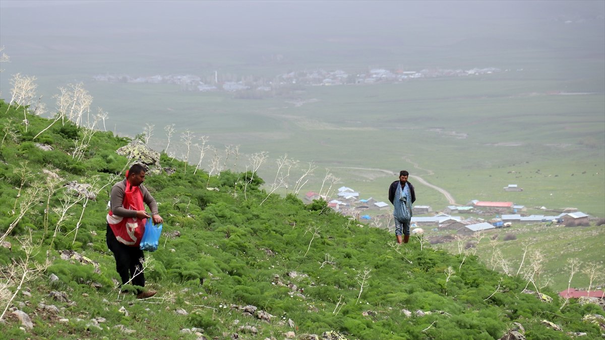 Ağrı’da heliz otu toplama sezonu başladı, köylüler dağların yolunu tuttu