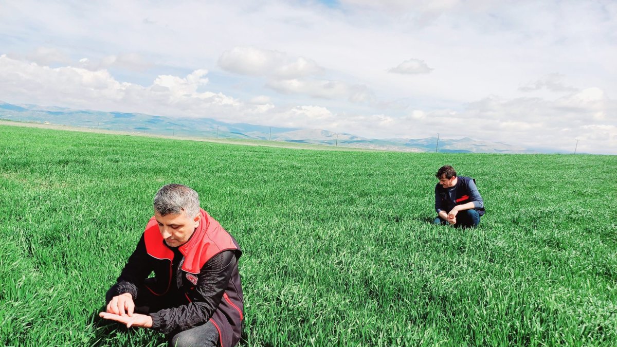 Ağrı’da Hububat Ekim Alanlarında Süne Sürveyi Devam Ediyor